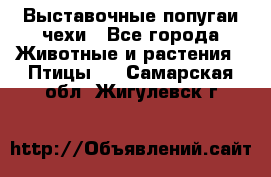 Выставочные попугаи чехи - Все города Животные и растения » Птицы   . Самарская обл.,Жигулевск г.